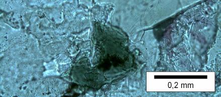 O epidoto ocorre com raros cristais hipidiomórficos menores que 0,5 mm associado à muscovita como produtos de saussuritização de plagioclásios.