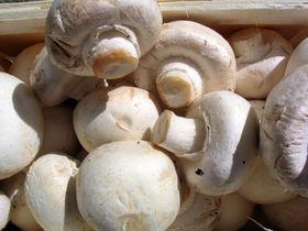 Agaricus