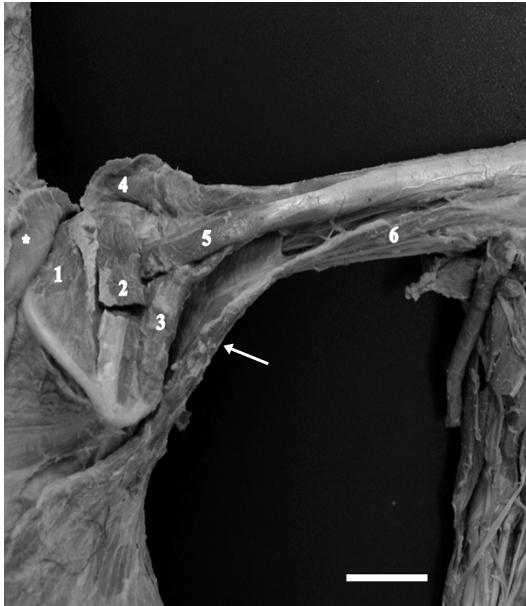 Figura 3. Membro torácico direito do bicho-preguiça (B. variegatus) (A; B). Mm. da articulação do antebraço, vista lateral: camada profunda (A) e camada superficial (B). M. supinador (1); M.