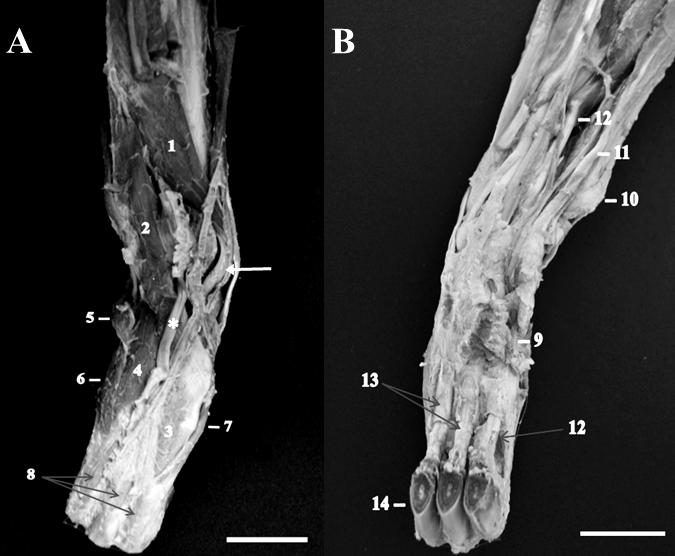 Figura 6. Membro torácico direito do bicho-preguiça (B. variegatus), vista dorsal (A) e vista palmar (B) da mão (as garras foram cortadas para visualização da face palmar da mão). M. extensor oblíquo do carpo (1); M.