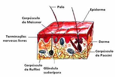 3.2 O sentido do tato e a leitura braile Para a leitura do braille é usada a ponta dos dedos, sendo utilizado, portanto, o sentido do tato. O tato é um dos cinco sentidos.