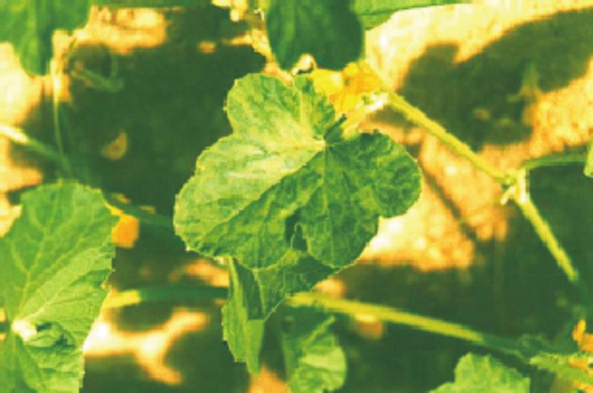 Os sintomas causados pelo vírus-do-mosaicoda- abóbora são variáveis e dependem da cultivar ou híbrido.