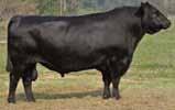 : Connealy Angus Ranch, ABS Global, Inc. CONNEALY LEAD ON Rock Solid I.A. Provado.98 Acurácia LEAD ON P. Adulto Altura 36 kg 358 kg 604 kg 6,0 42 cm 1.