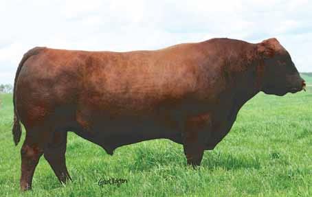 004 kg Mãe - Red Crowfoot Omega 9179J. Imprime volume e musculosidade. OLE S OSCAR x Red Fabulous Frontline 315N, Red TG OSCAR 52U, Top Grade Red Angus, AB.
