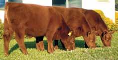 - Com excelente libido e 46 cm de perímetro escrotal aos 29 meses, HERDEIRO é um touro para aportar características de precocidade e
