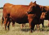 , ABS Global Hueftle Cattle Company LCC ABOVE&BEYOND 1300J ABOVE&BEYOND (F4) Qualidade de CAR FP Leite TM Energ PP FPF LONG MAR Q PC AOL G DEP +24 +8-7,4-3,8 +22 +59 +21 +27 +39 +7 +0 +10 +3 +13 +16