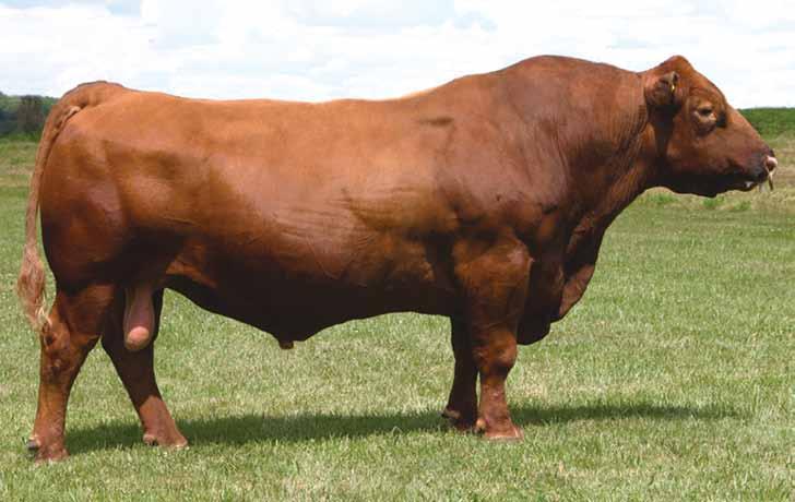 RED ANGUS 29AR0211 Nasc.: 28/01/2000 Reg.: IA-866 Prop.: OHR Red Angus, ND; Broken Heart Ranch, SD; ABS Global, Inc.