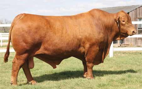 RED BRANGUS Nova opção de Red Brangus para o mercado brasileiro - O touro mais caro no leilão de Cox Advantage.