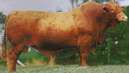 000 kg (F4) Excelente condição física do touro, produzindo sêmen aos 11 anos de idade. Utilize-o em suas fêmeas F1 - Genética provada na Embrapa e Natura para utilização em fêmeas ½ sangue.