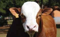 026 kg Mãe de Falcão: Vaca com mais de 7 mil kg de leite/lactação.