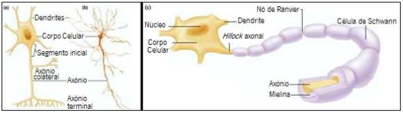 Figura 1: Estrutura de um neurônio Fonte: Adaptado (KANDEL, 2014). Os potenciais de ação neurais são reações eletroquímicas responsáveis pela condução dos sinais nervosos nos neurônios.