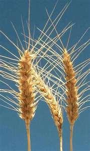 Trigo (Triticum aestivum) Ocupa o primeiro lugar em volume de produção mundial. No Brasil, a produção anual oscila entre 5 e 6 milhões de toneladas.