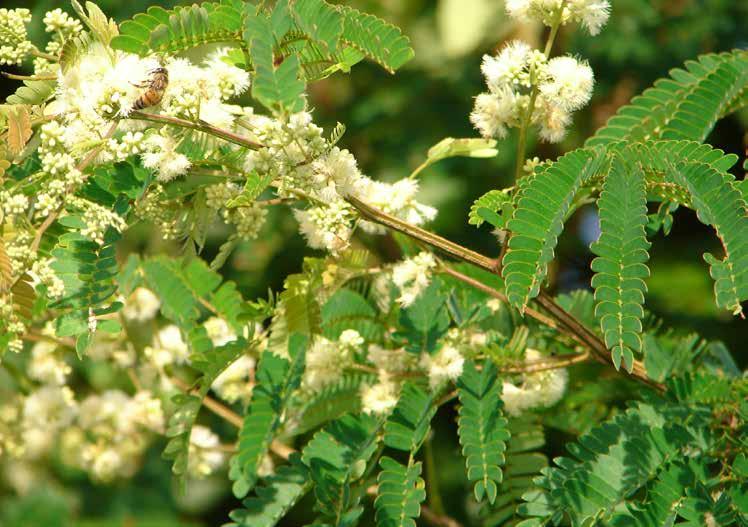 4 Pesquisa e Desenvolvimento Foto: Fernando Sinimbu Mapa da flora vai orientar apicultores Produtores vão poder instalar apiários nos melhores locais e épocas Por Fernando Sinimbu Pesquisadores da