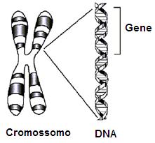 Dados biológicos 2. Ácido nucleico Ácido desoxirribonucleico (DNA) Pentose: desoxirribose Bases nitrogenadas: A, C, G, T. Ácido ribonucleico (RNA) 3.