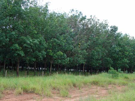 1.6 Seringueira Em 1988, as seringueiras foram mapeadas em 175 ha da área de estudo. Este valor de área pouco expressivo se deve à introdução recente desta cultura no Estado de São Paulo.