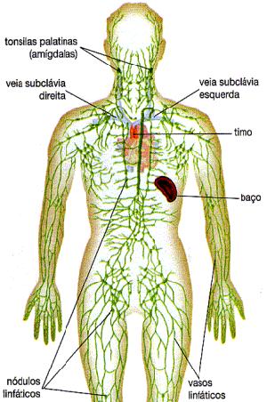 Sistema linfático Sistema linfático Órgãos Linfáticos Vasos Linfáticos transportam a linfa têm válvulas semelhantes às das