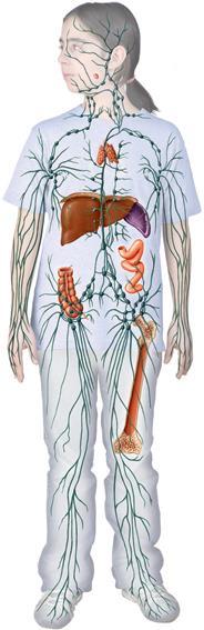 Sistema linfático O sistema linfático