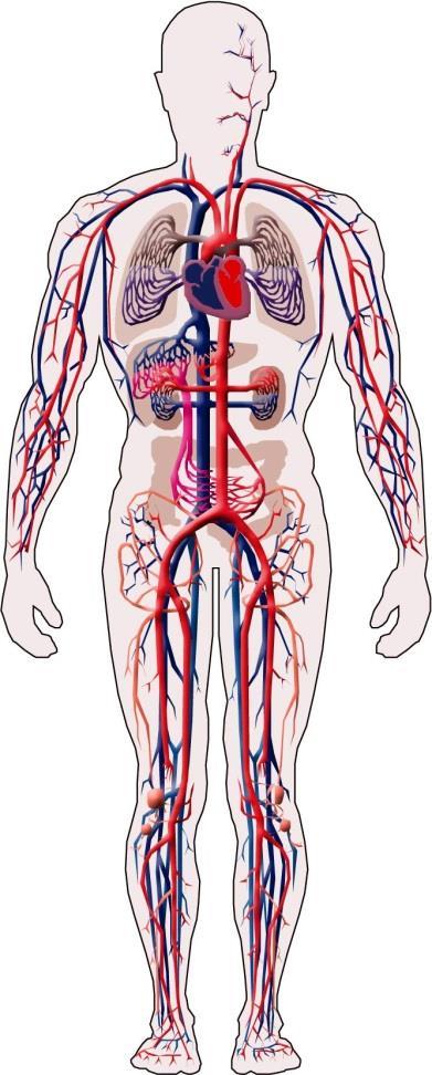 Sistema cardiovascular Sistema Cardiovascular Coração órgão