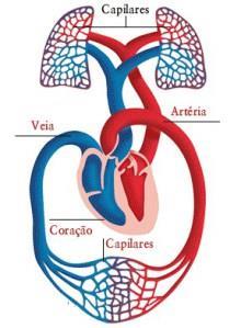 o corpo Artérias Veias levam o sangue do coração para o corpo trazem o