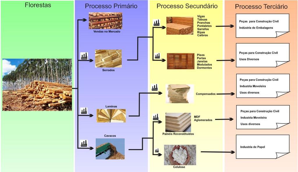 Figura 3: Sistema Agroindustrial da Madeira Fonte: Elaboração própria a partir de Bracelpa, 2014 3.3. Eucalipto O eucalipto é de origem australiana.