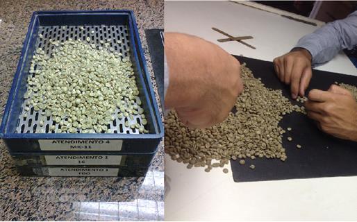 Figura 3: Secagem Após a secagem, o café foi descascado em máquina convencional, em seguida foi feita a seleção dos