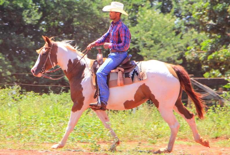 10 FANTASTIC DELTA OLENA PAINT HORSE FÊMEA ALAZÃO/TOBIANO 28/02/2011 VENDEDOR: LÁZARO BARBOSA DE FARIA NETO LOCALIZAÇÃO: RIO VERDE - GO DOMADA, P+DOC SUGAR LENA 10/2018 CERNELHA: 1,40 DELTA LENAS PEP