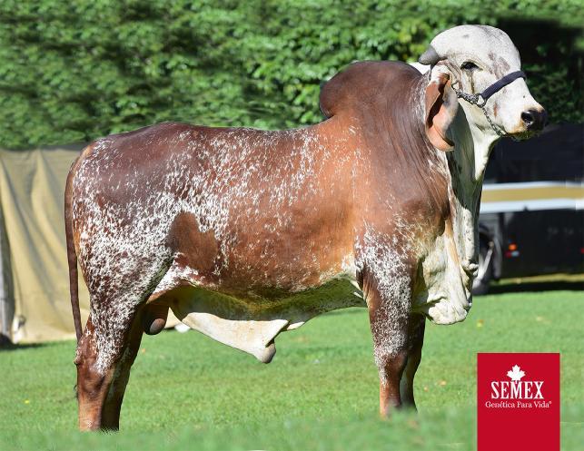 FAZENDA: AGROGIR GENETICA E MANEJO - ORIZONA/GO CRIADOR: HARPIA AGROPECUARIA S/A PROPRIETÁRIO: HARPIA AGROPECUARIA S/A NOME: CRONOS FIV AGROGIR REGISTRO: ZGI96 NASCIMENTO: 22/05/2015 SEXO: MACHO