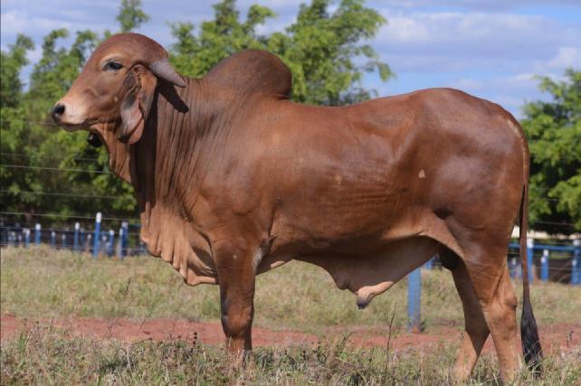 FAZENDA: BOM SUCESSO - BARRA LONGA/MG CRIADOR: JOAO VICENTE ALVES DE AVILA PROPRIETÁRIO: JOAO VICENTE ALVES DE AVILA NOME: ICONE AVLA REGISTRO: AVLA227 NASCIMENTO: 28/04/2016 SEXO: MACHO NOME: