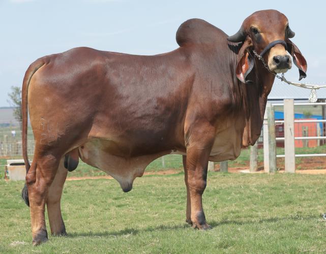 FAZENDA: BOM SUCESSO - BARRA LONGA/MG CRIADOR: JOAO VICENTE ALVES DE AVILA PROPRIETÁRIO: JOAO VICENTE ALVES DE AVILA NOME: IMPERIO AVLA REGISTRO: AVLA229 NASCIMENTO: 05/05/2016 SEXO: MACHO NOME: