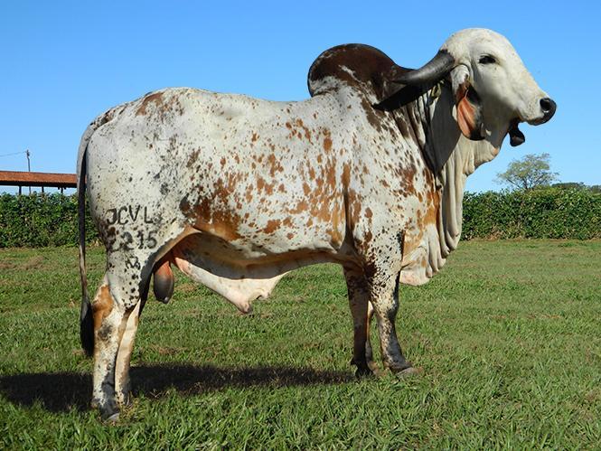 FAZENDA: SÃO JOSÉ DO CAN CAN - SÃO JOSÉ DA BARRA/MG CRIADOR: JOSE COELHO VITOR PROPRIETÁRIO: JOSE COELHO VITOR NOME: BAGUETE FIV CABO VERDE REGISTRO: JCVL2215 NASCIMENTO: 01/12/2015 SEXO: MACHO NOME: