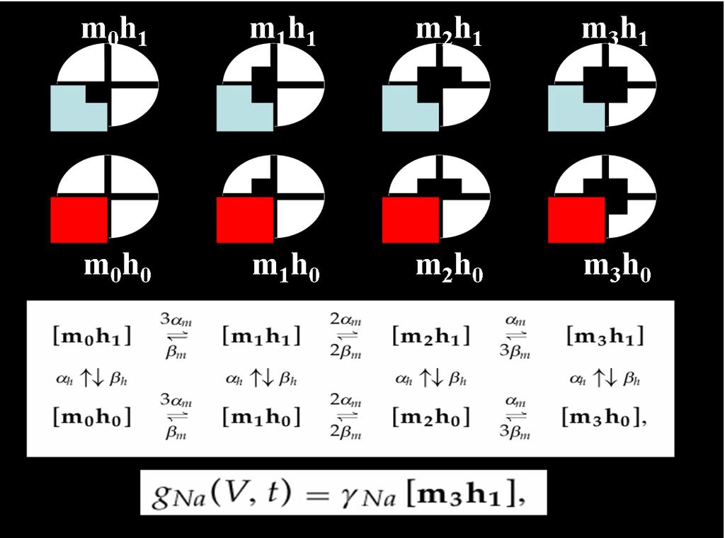 Figura 5: Modelagem estocástica de canal de sódio O esquema exemplifica a modelagem de um canal de sódio, com as respectivas subunidades proteicas de ativação (modeladas por m) e inativação