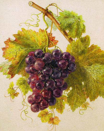 414 ALFREDO ROQUE GAMEIRO - 1864-1935, "Cacho de uvas", aguarela sobre papel, assinada e datada no verso de 1899 Dim. - 35 x 28 cm 2.500-3.