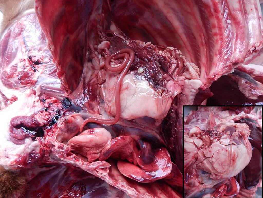 renal media 0,4cm de espessura, e apresentava placas multifocais esbranquiçadas, irregulares e de consistência dura, variando de 0,5 a 2cm de diâmetro (Fig.2).