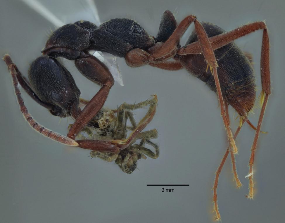 mutilatus em Bonito, MS, em concha de gastrópode. Mayaponera constricta (Fig. 3) foi fotografada montada em triangulo plástico em alfinete entomológico com sua presa entre as mandíbulas, um aracnídeo.