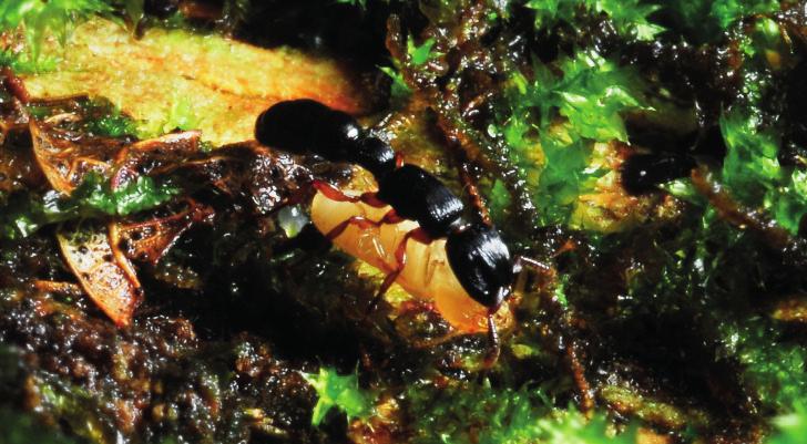 4); Pseudomyrmex acanthobius foi registrada nidificando em aromita Vachellia caven (Molina) Seigler & Ebinger no Chaco Brasileiro (Fig. 5).
