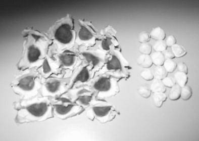 26 Figura 3 - Sementes de Moringa oleifera, com e sem casca Fonte: Cardoso, (2008).