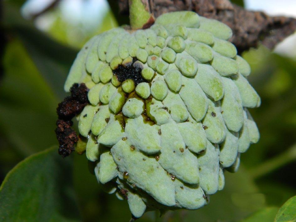 pelo menos 5 frutos com sintomas, ou seja, um índice igual ou maior que 5% de infestação.