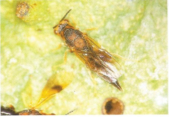 15 Pragas da Cultura da Atemoia: Monitoramento e Controle Broca-da-semente (Bephratelloides maculicollis) Descrição do inseto/dano - O adulto é uma vespa (Hymenoptera: Eurytomidae) de 6 mm a 9 mm de