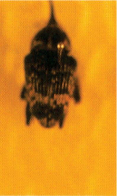 Broca-do-tronco e ramos (Cratosomus bombina bombina) Descrição do inseto/dano O adulto da broca-do-tronco é um besouro (Coleoptera: Curculionidae) de formato convexo que chega a medir 22 mm de