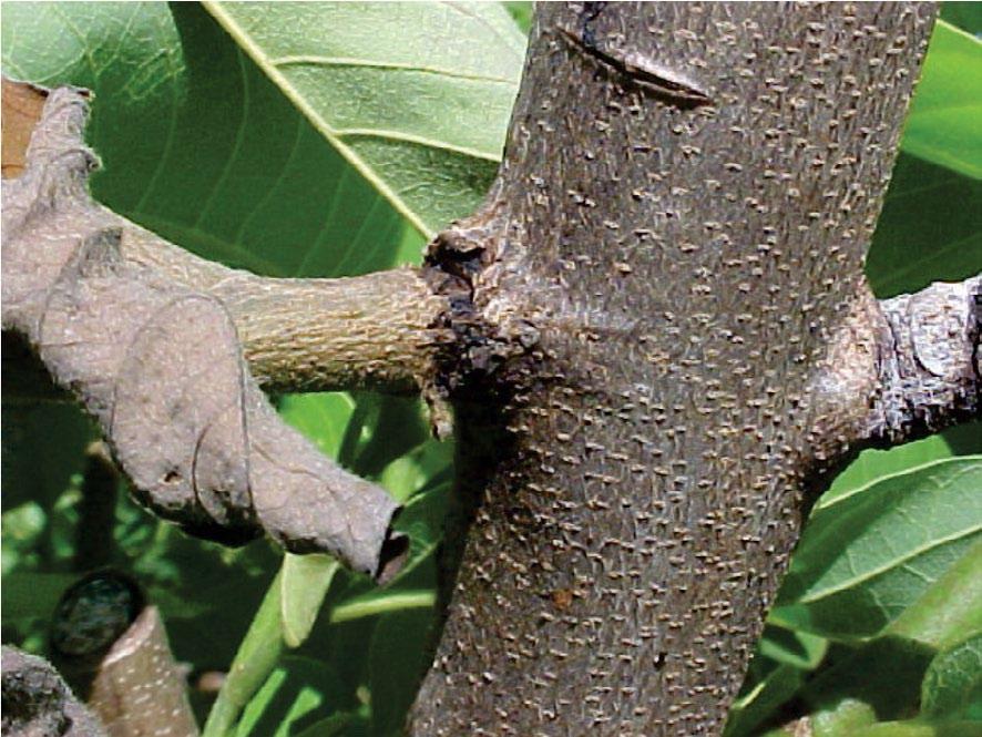 As larvas podem permanecer mais de 100 dias no interior da planta, em câmara feita próxima à casca, quando se transformam em pupa (Figura 15).