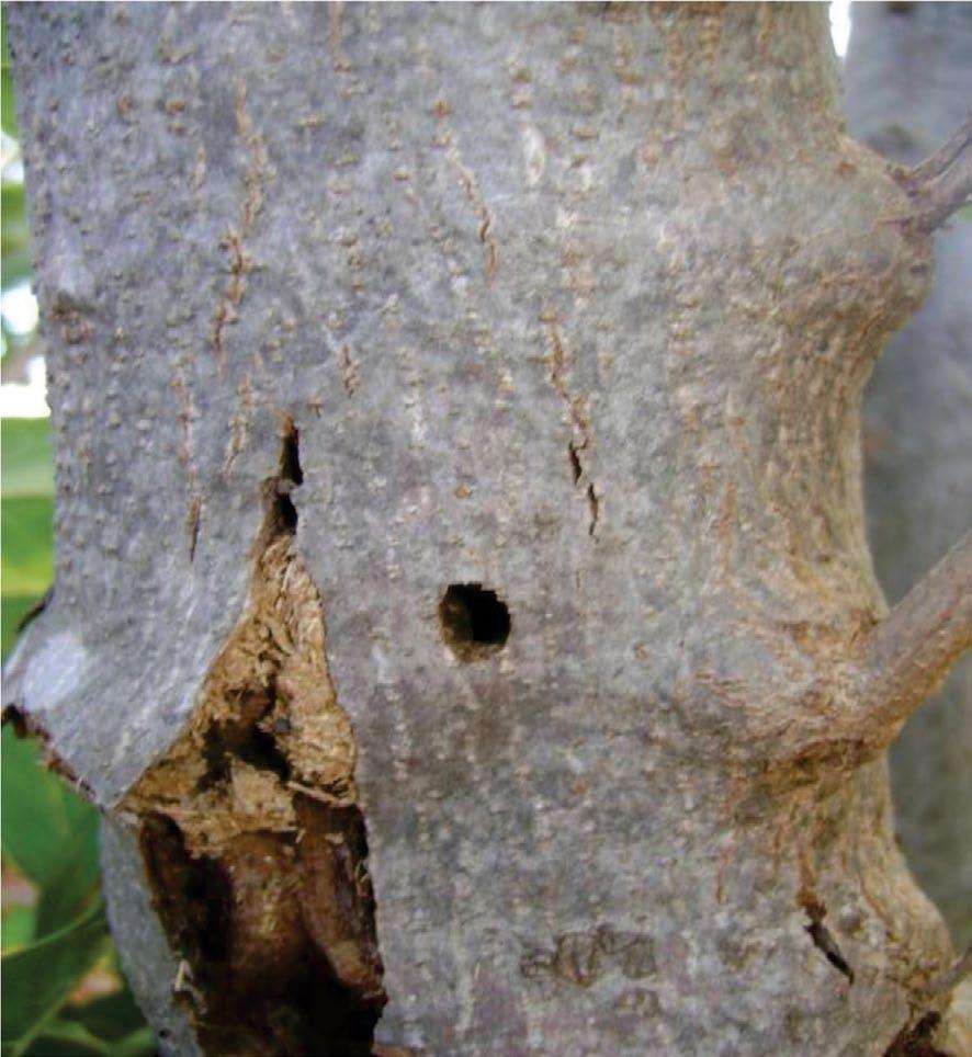 Nível de ação ou controle Com base no resultado da amostragem de 20 plantas por parcela selecionadas ao acaso, recomenda-se