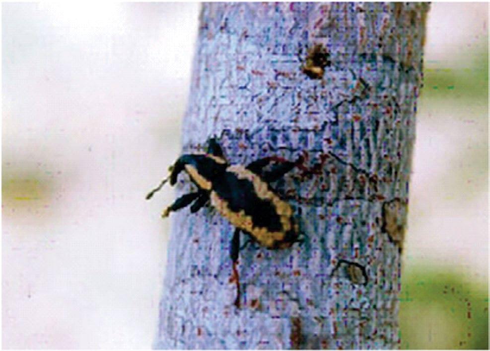 21 Pragas da Cultura da Atemoia: Monitoramento e Controle Broca-do-coleto (Hellipus catagraphus Germar, 1824) Descrição do inseto/dano O adulto é um besouro (Coleoptera: Curculionidae) de