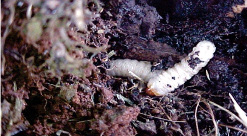 22 Pragas da Cultura da Atemoia: Monitoramento e Controle Foto: Raimundo B. Sobrinho Figura 18. Larva da broca-do-coleto. Foto: Raimundo B. Sobrinho Figura 19.