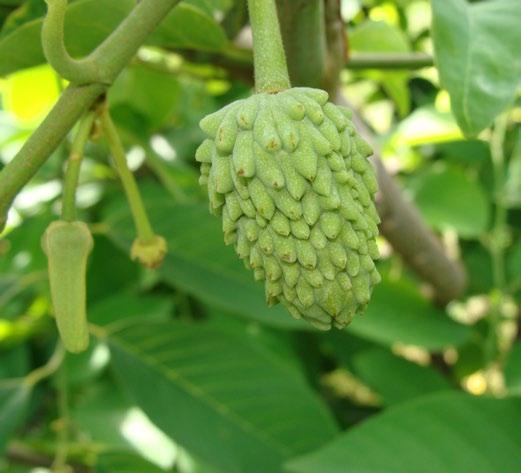 (antese) Desenvolvimento dos botões florais à floração Período