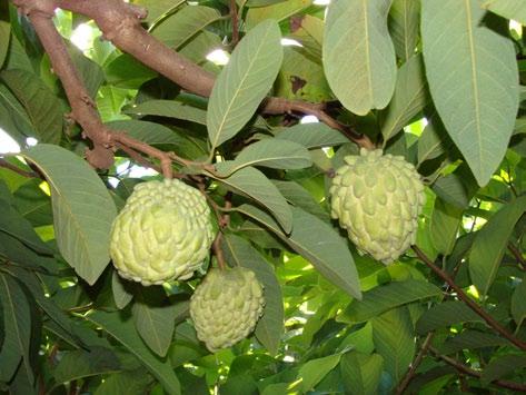 Período de quiescência 5 Frutos em processo de maturação Frutos