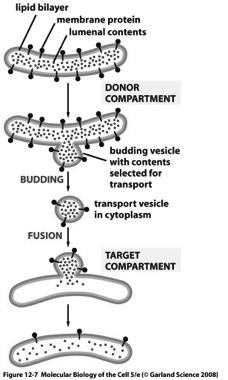 macromolécula específicas-poros nucleares) - Transporte transmembrana (proteínas