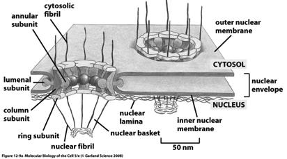 removido Arranjo 3D Núcleo 1 µm Nucleus Nucleolus Nucleus