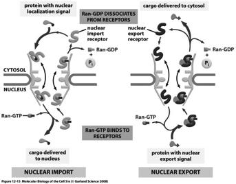Transporte nuclear Rompimento