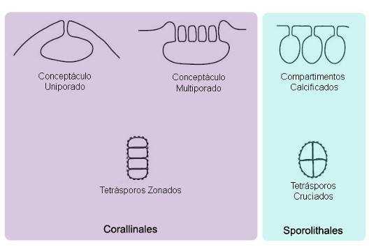 Figura 1. Características para delimitação das ordens Corallinales e Sporolithales, adaptado de Farr et al. 2009.