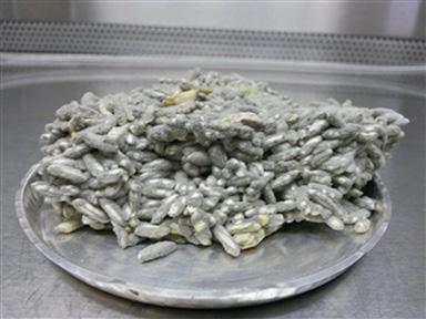 FONTE: CUNHA, 2016. Após a inoculação com a suspensão de esporos, o arroz pré-gelatinizado mantém a característica de um sistema particulado sem a formação de blocos ou aglomerados.